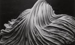 edward weston fotografie