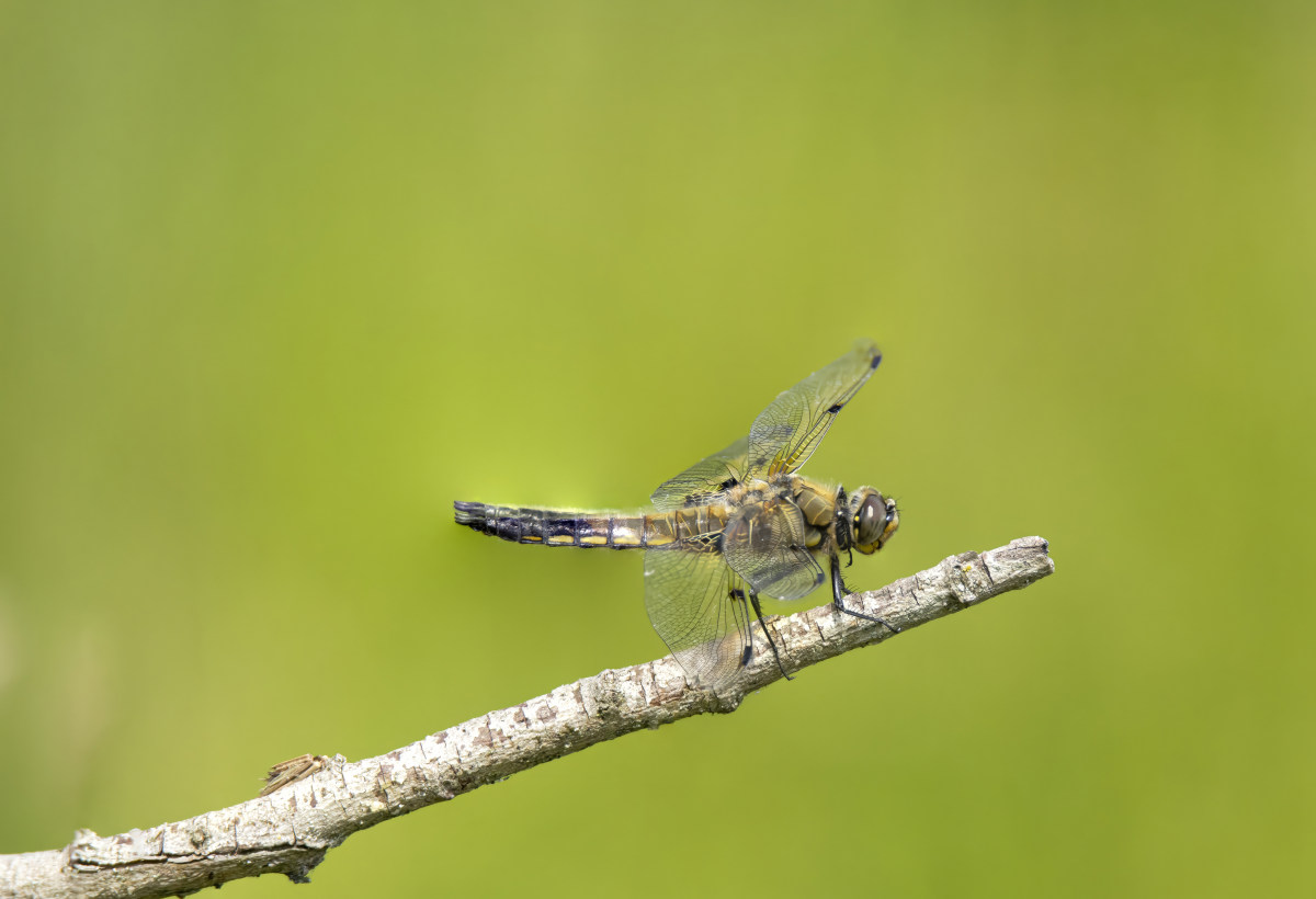 dierenfotografie cursus