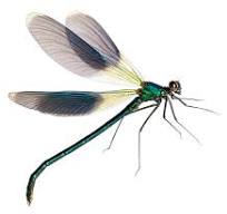 libelle foto
