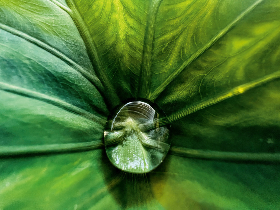macro foto