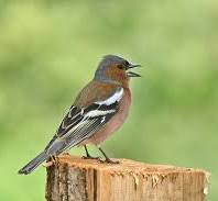 foto vink