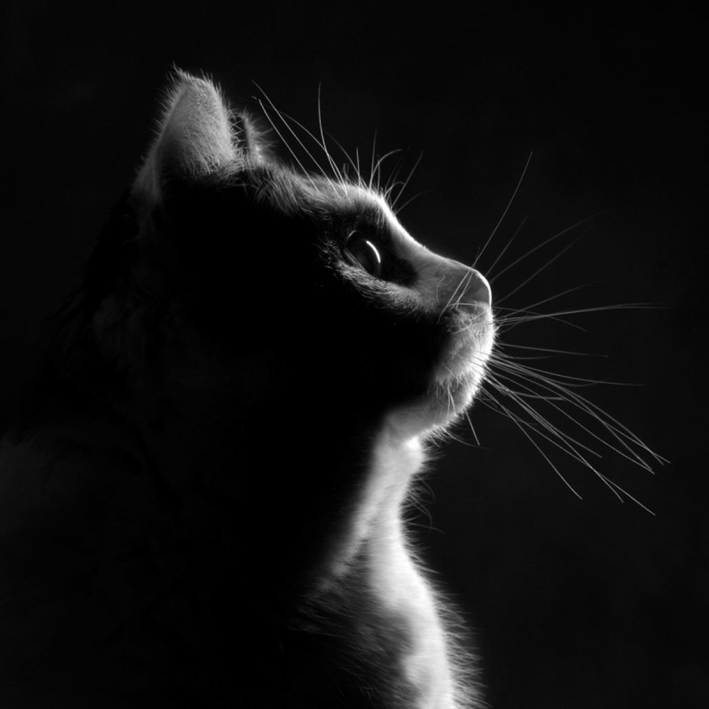 fotograaf dieren