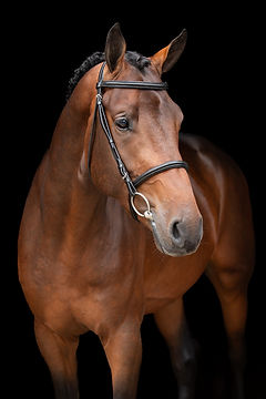 paardenfotografie cursus