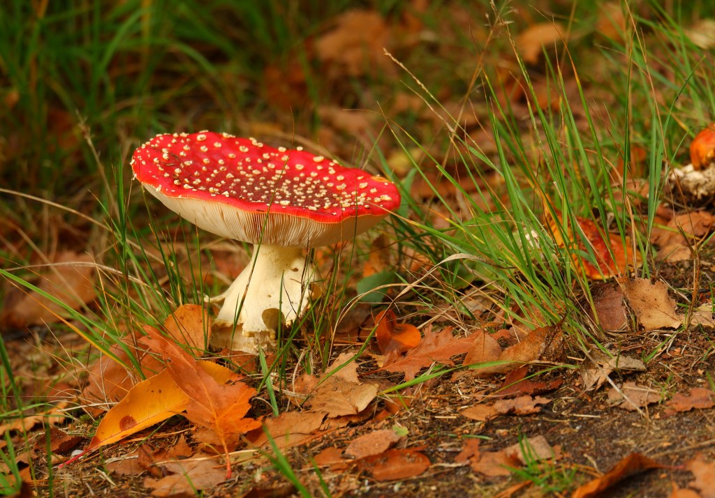 paddenstoelen fotograferen