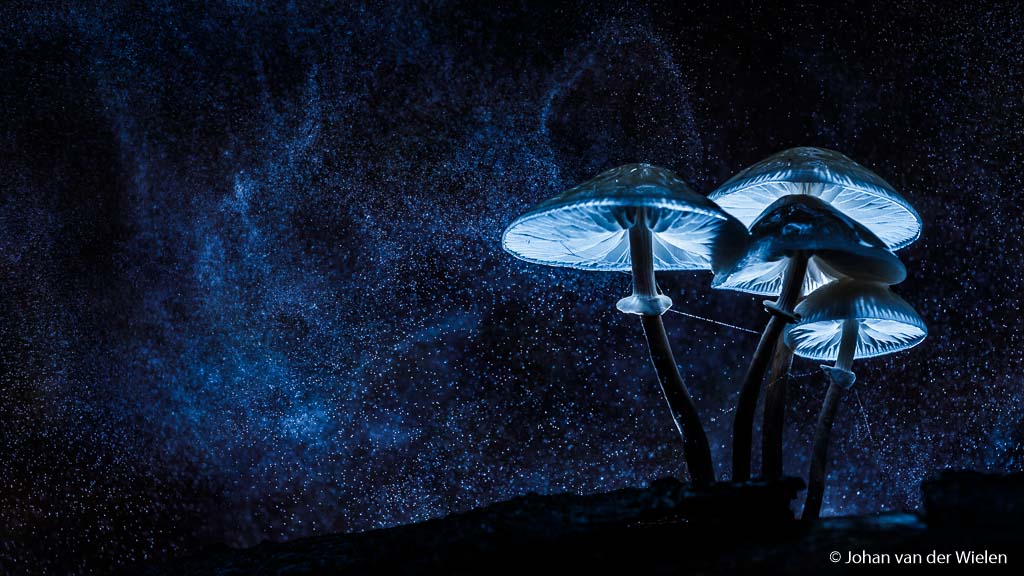 paddenstoelen fotograferen
