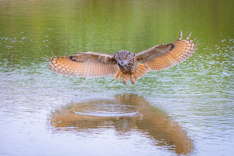 roofvogel fotografie workshop