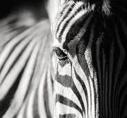 zebra fotografie